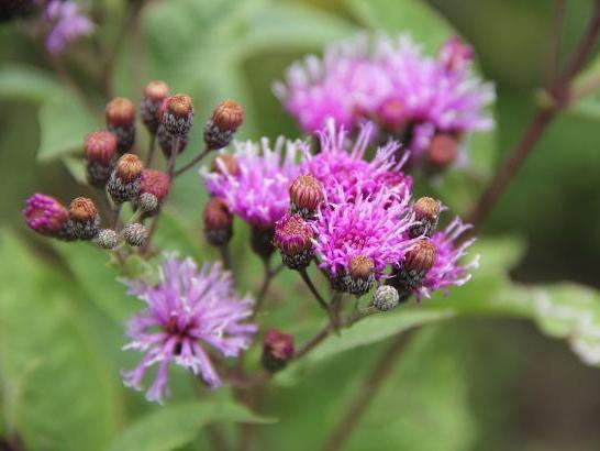 A close-up of Vernonia missurica, a vibrant purple flower with buds yet to bloom. The petals radiate from the center, creating a fluffy appearance. Brownish spherical buds cluster at the stem tips. The blurred green background highlights the sharpness 和 detail.